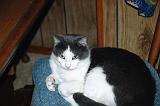 20050218_Kitty Kat_072